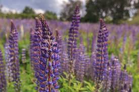 Image result for Lupinen