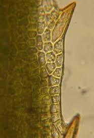 Attēlu rezultāti vaicājumam “Polytrichastrum pallidisetum cells”