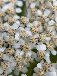 Attēlu rezultāti vaicājumam “Achillea millefolium flower”