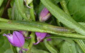 Attēlu rezultāti vaicājumam “Phytometra viridaria”