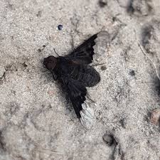 Attēlu rezultāti vaicājumam “Hemipenthes morio”