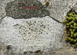 Attēlu rezultāti vaicājumam “Lecanora argentata”