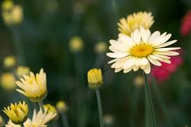 Image result for Anthemis tinctoria