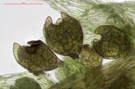 Attēlu rezultāti vaicājumam “Pohlia sphagnicola”