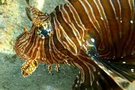 Image result for Pterois miles