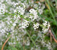 Attēlu rezultāti vaicājumam “Galium album fruit”