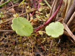 Attēlu rezultāti vaicājumam “Hydrocotyle vulgaris bud”