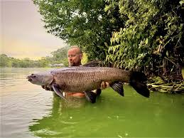 Image result for Mylopharyngodon piceus