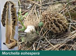 Attēlu rezultāti vaicājumam “Comatricha ellae macro”