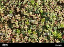 Attēlu rezultāti vaicājumam “Phedimus spurius leaf”