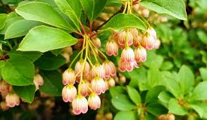 Attēlu rezultāti vaicājumam “Enkianthus campanulatus flower”