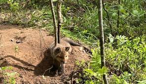 Attēlu rezultāti vaicājumam “Krynickillus melanocephalus”