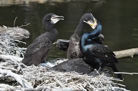 Attēlu rezultāti vaicājumam “Phalacrocorax carbo nest”