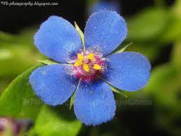 Attēlu rezultāti vaicājumam “Anagallis arvensis flower”