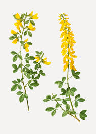 Attēlu rezultāti vaicājumam “Laburnum alpinum flower”