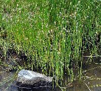 Attēlu rezultāti vaicājumam “Eleocharis uniglumis leaf”