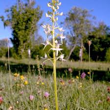 Attēlu rezultāti vaicājumam “Platanthera bifolia”
