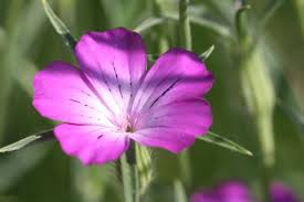 Image result for Kornrade