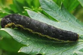 Attēlu rezultāti vaicājumam “Mamestra brassicae exuvia”