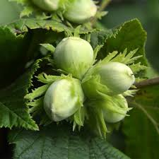 Attēlu rezultāti vaicājumam “Corylus avellana”