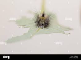 Attēlu rezultāti vaicājumam “Gynaephora selenitica larva”