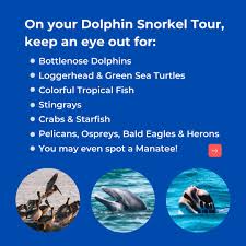 Image result for Belfairs Dolphins Snorkelling Club