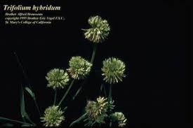 Attēlu rezultāti vaicājumam “Trifolium hybridum flower”