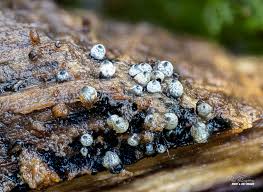 Attēlu rezultāti vaicājumam “Amaurochaete atra spores”