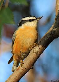 Image result for Sitta canadensis