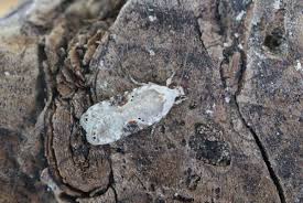 Attēlu rezultāti vaicājumam “Agonopterix alstromeriana”