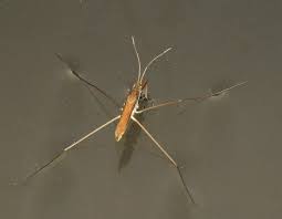 Attēlu rezultāti vaicājumam “Limnoporus rufoscutellatus”