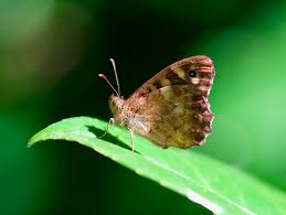 Attēlu rezultāti vaicājumam “Pararge aegeria upperside”