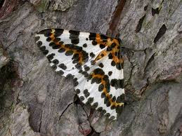 Attēlu rezultāti vaicājumam “Abraxas grossulariata larva”