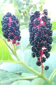 Attēlu rezultāti vaicājumam “Phytolacca acinosa flower”