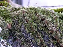 Attēlu rezultāti vaicājumam “Bryum neodamense”