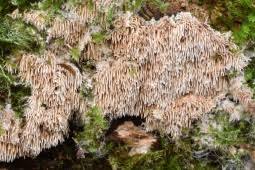 Attēlu rezultāti vaicājumam “Hydnocristella himantia”