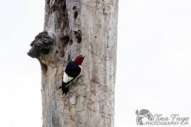 Attēlu rezultāti vaicājumam “Crex crex nest”