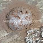 Attēlu rezultāti vaicājumam “Reticularia lycoperdon spores”