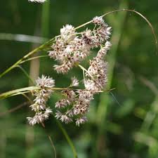 Attēlu rezultāti vaicājumam “Luzula luzuloides”