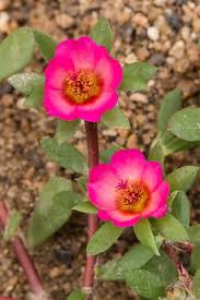 Attēlu rezultāti vaicājumam “Portulacaceae”