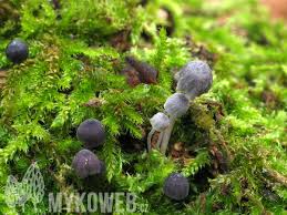 Attēlu rezultāti vaicājumam “Mycena pseudocorticola”