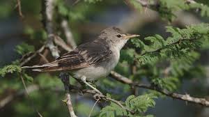 Image result for Hippolais olivetorum