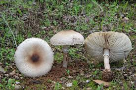 Attēlu rezultāti vaicājumam “Macrolepiota”