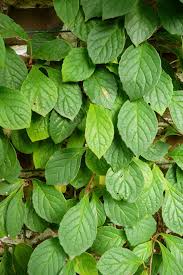 Attēlu rezultāti vaicājumam “Schisandra chinensis”