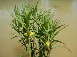 Attēlu rezultāti vaicājumam “Lysimachia thyrsiflora leaf”