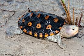 Image result for Malaclemys terrapin