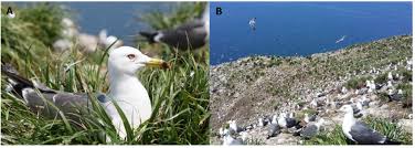 Attēlu rezultāti vaicājumam “Larus argentatus nest”
