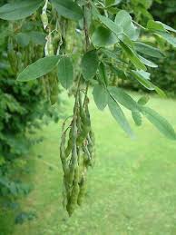 Attēlu rezultāti vaicājumam “Laburnum anagyroides leaf”
