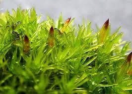 Attēlu rezultāti vaicājumam “Syntrichia papillosa”