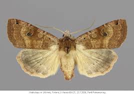 Attēlu rezultāti vaicājumam “Xestia baja”